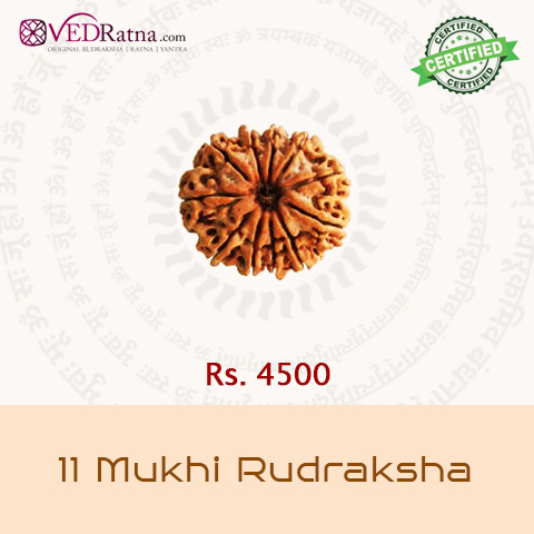 11  mukhi rudraksha